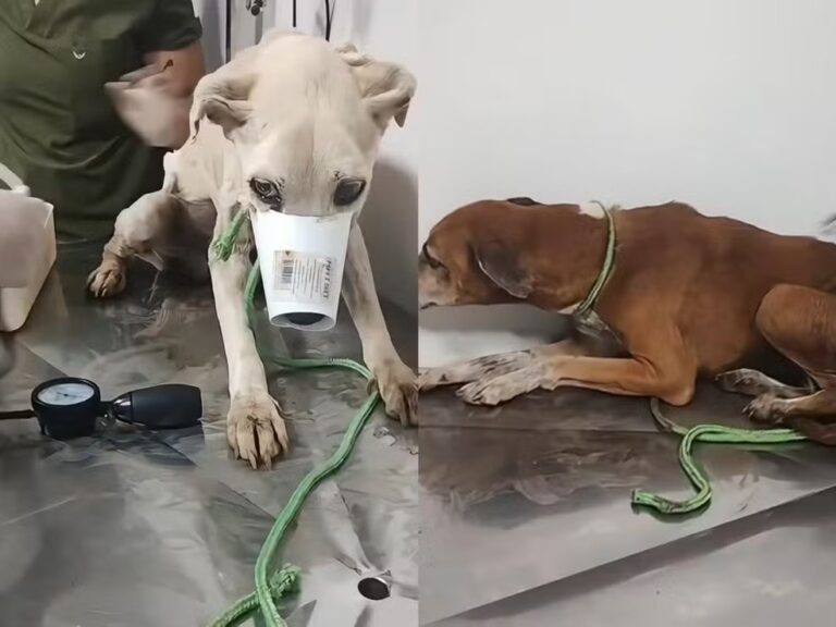 1767040997_e3bc6354b946fa818c44