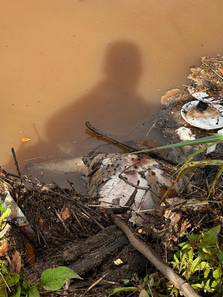 Imagens: Jaru Online